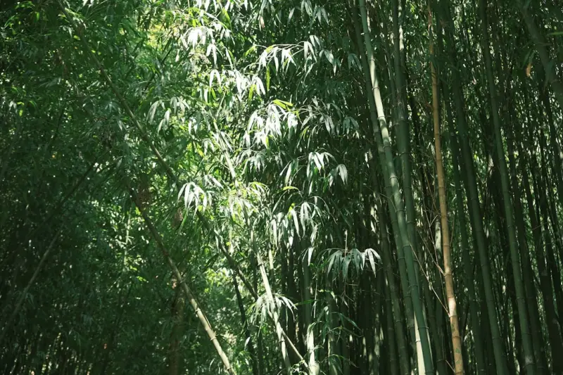 软件定制开发中的需求分析误区与应对策略